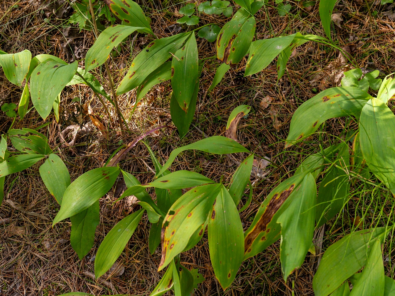 Gloeosporium convallariae _2026-08-21_1-1