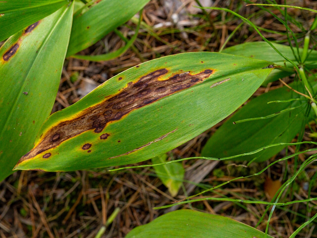 Gloeosporium convallariae _2026-08-21_1-2