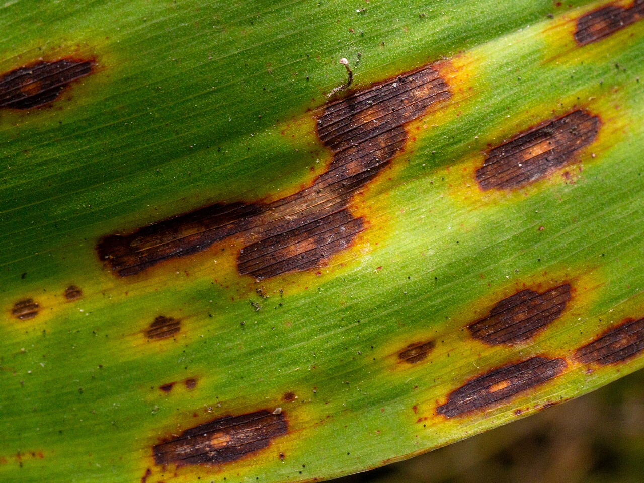 Gloeosporium convallariae _2026-08-21_1-4
