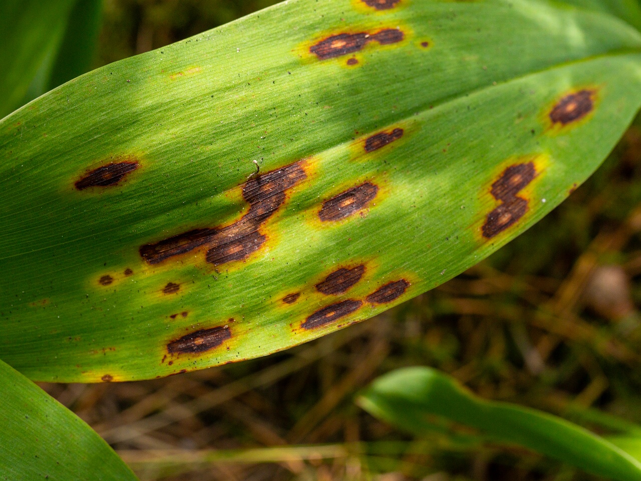 Gloeosporium convallariae _2026-08-21_1-5
