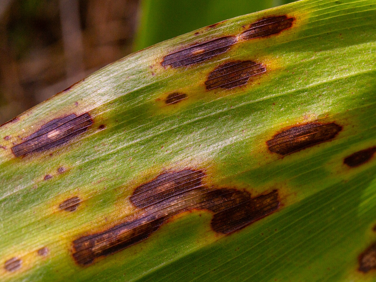 Gloeosporium convallariae _2026-08-21_1-7