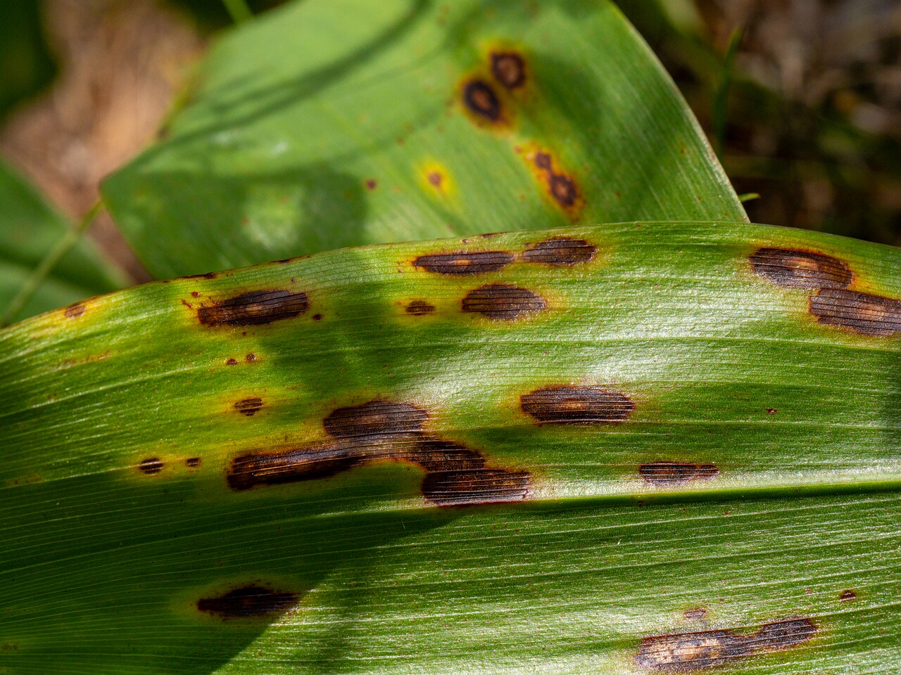 Gloeosporium convallariae _2026-08-21_1-8