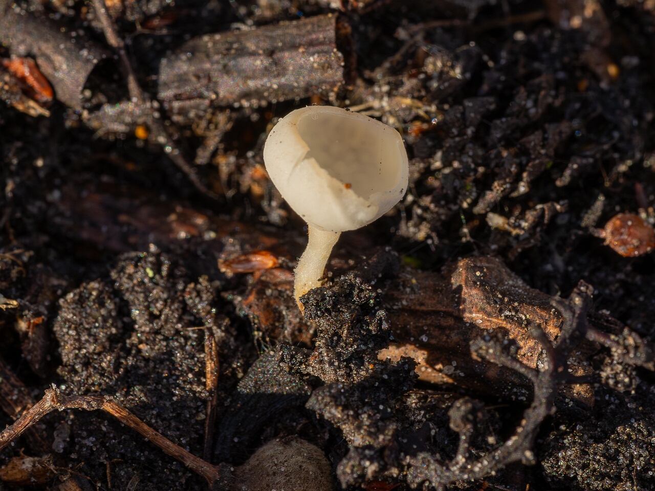 Ciboria amentacea f. alba_2026-03-06_1-4