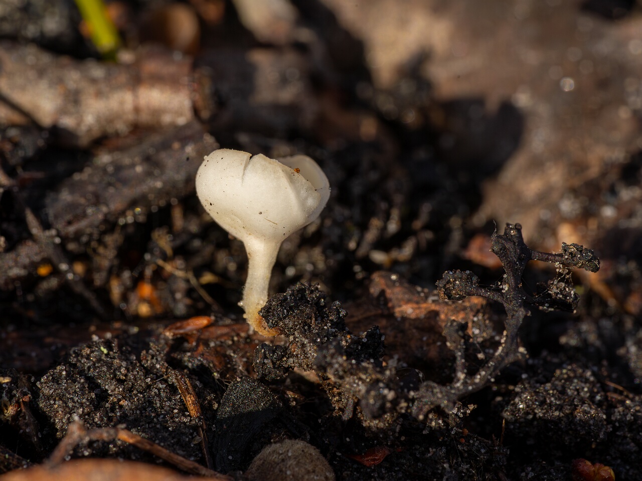 Ciboria amentacea f. alba_2026-03-06_2-1