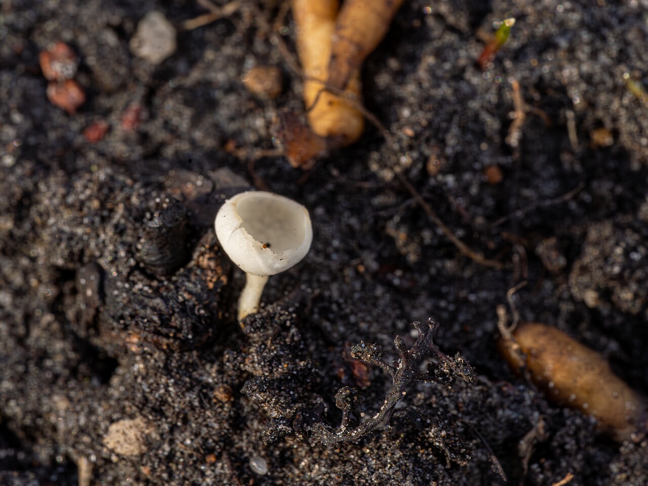 Ciboria amentacea f. alba_2026-03-06_3-2