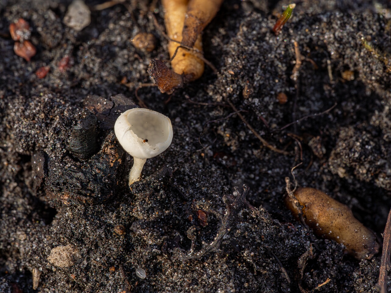 Ciboria amentacea f. alba_2026-03-06_3-5