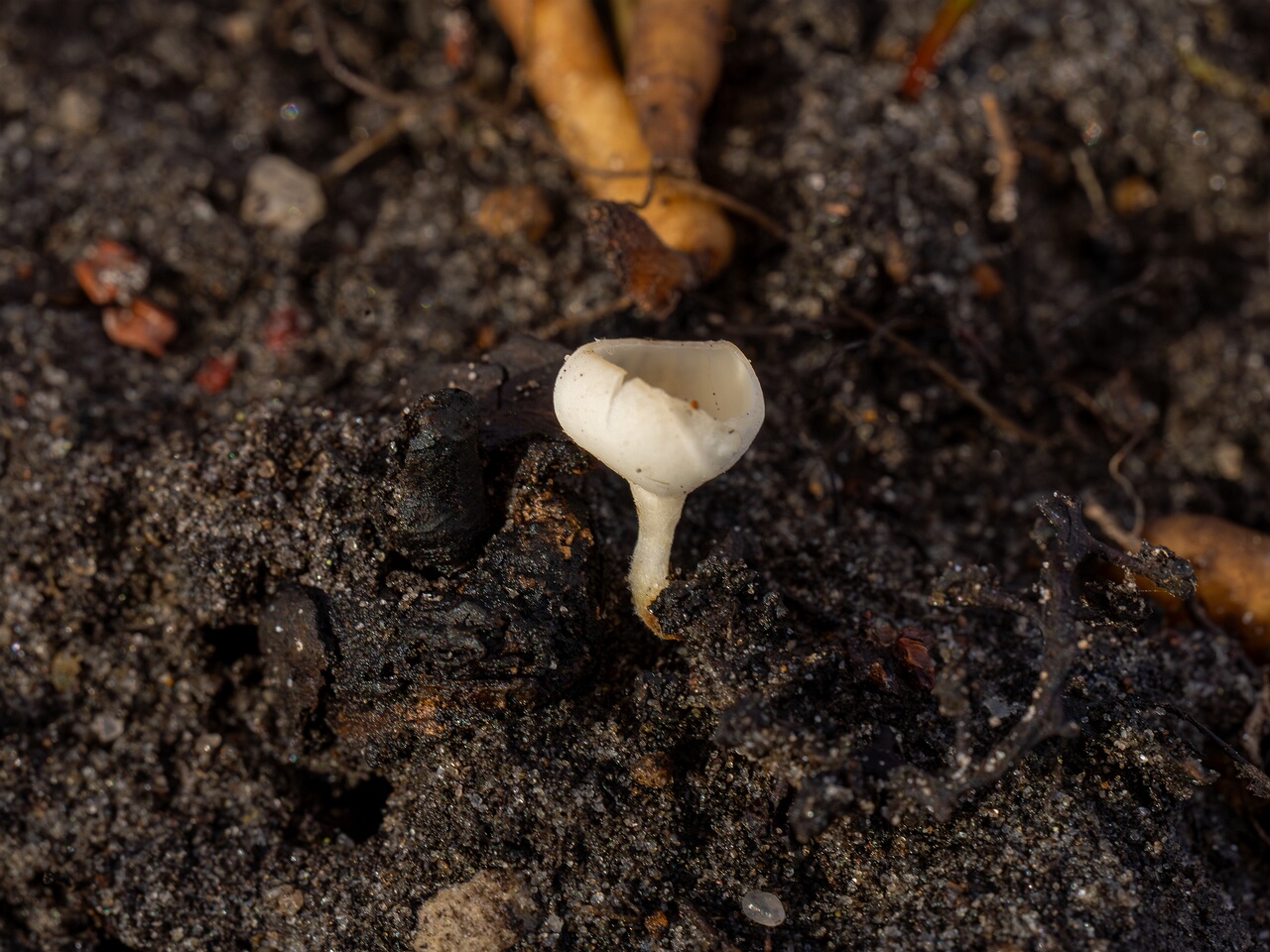 Ciboria amentacea f. alba_2026-03-06_4-3