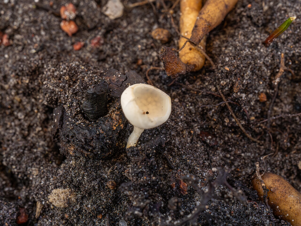 Ciboria amentacea f. alba_2026-03-06_5-1