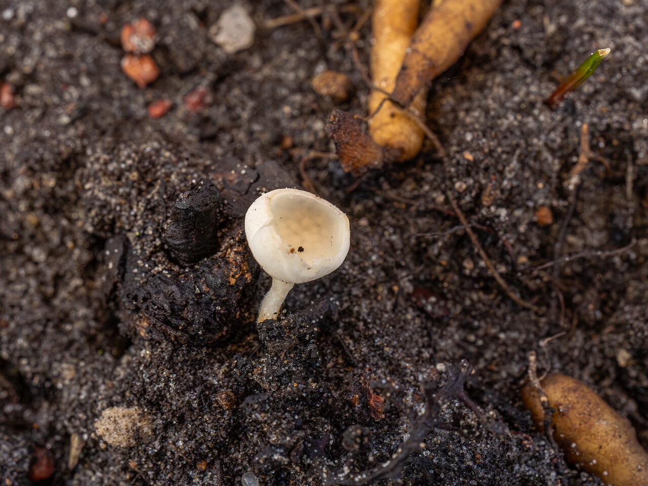 Ciboria amentacea f. alba_2026-03-06_5-3