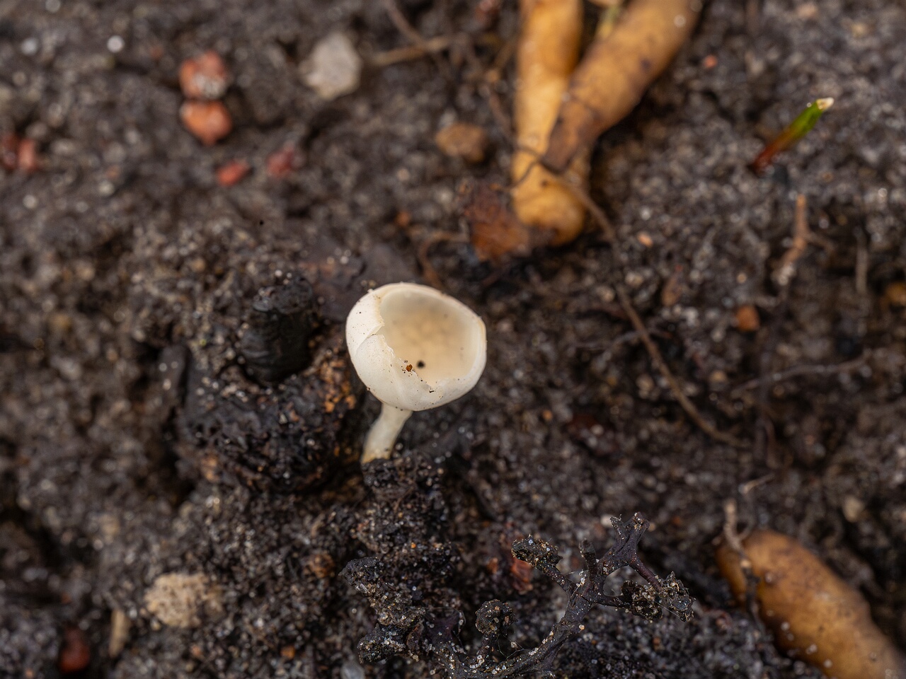 Ciboria amentacea f. alba_2026-03-06_5-5