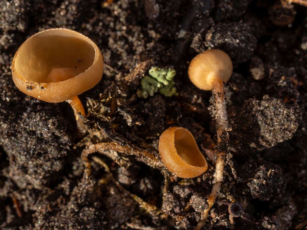 Ciboria amentacea - Цибория желудевидная - Alder Ciboria - Haselbecherchen