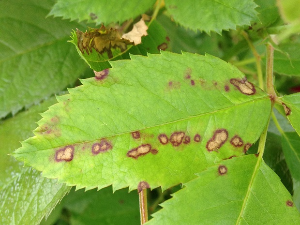 Дерматеевые - Dermateaceae Dermateaceae is a family of fungi within the order Helotiales of the Ascomycota phylum. The family contains several...