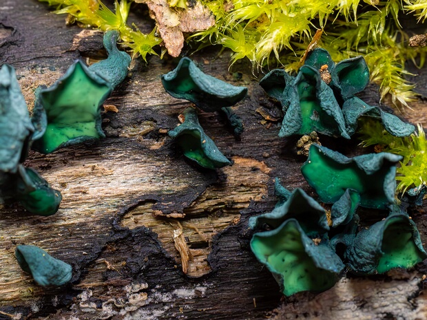 Хлороцибориевые - Chlorociboriaceae The Chlorociboriaceae are a family of "cup fungi" in the order Helotiales, with type genus Chlorociboria. A second genus...