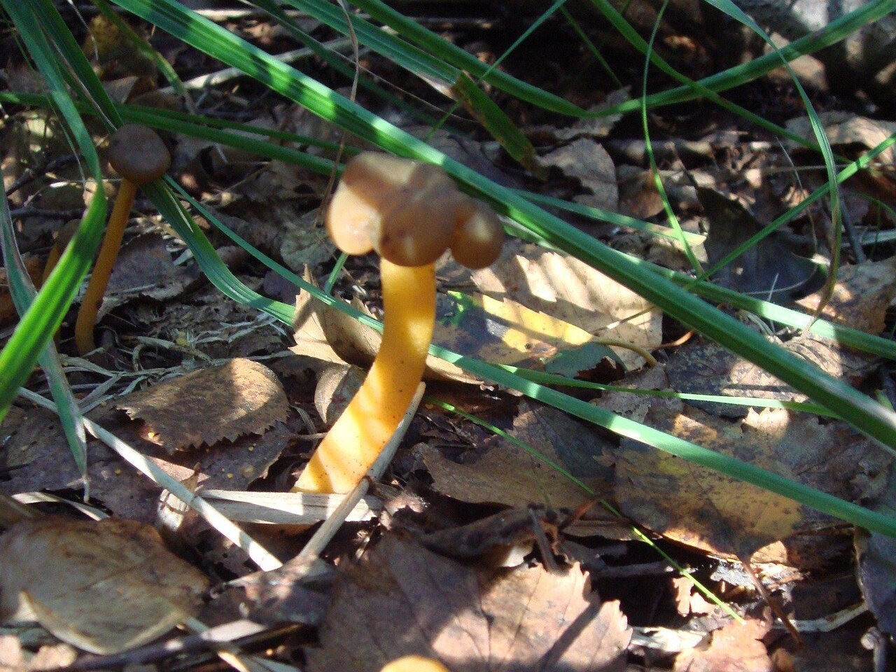 fungi-0003316