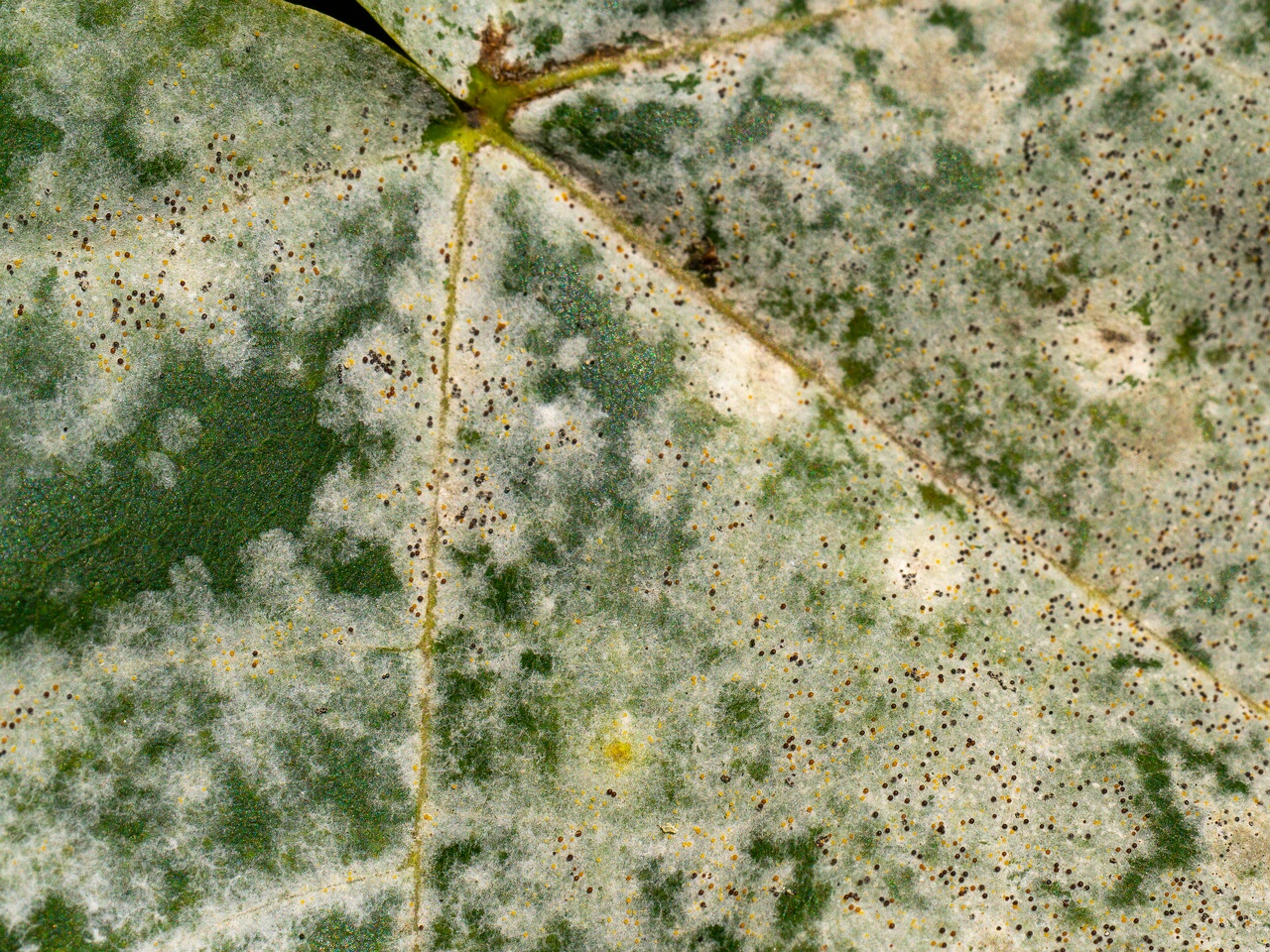 !Sawadaea bicornis _2026-08-21_2-3