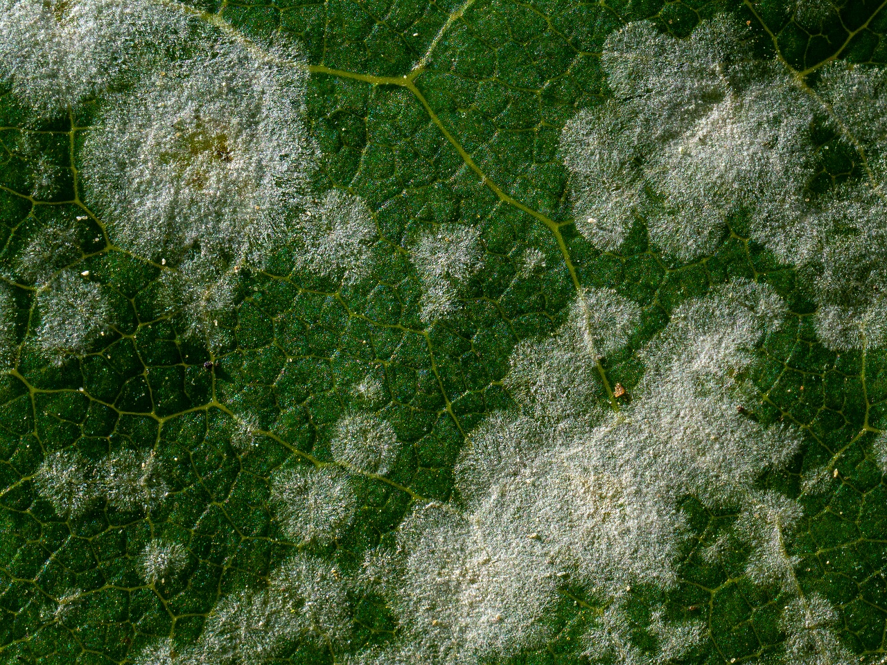 Sawadaea bicornis _2026-08-21_1-5