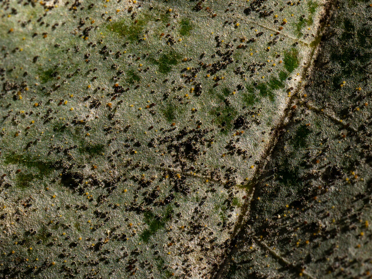 Sawadaea bicornis _2026-08-21_2-8