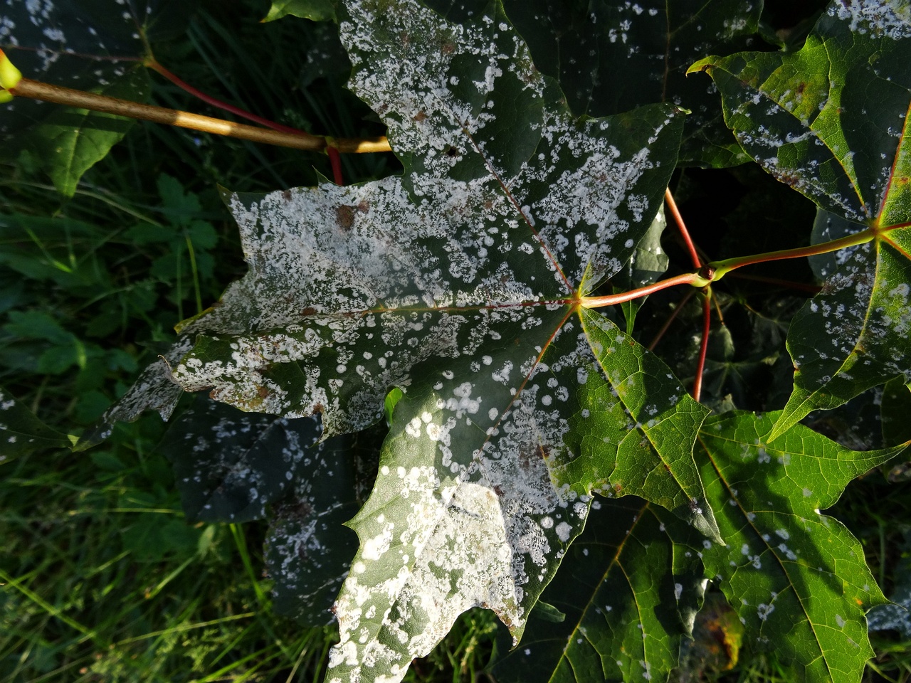 DSC03972