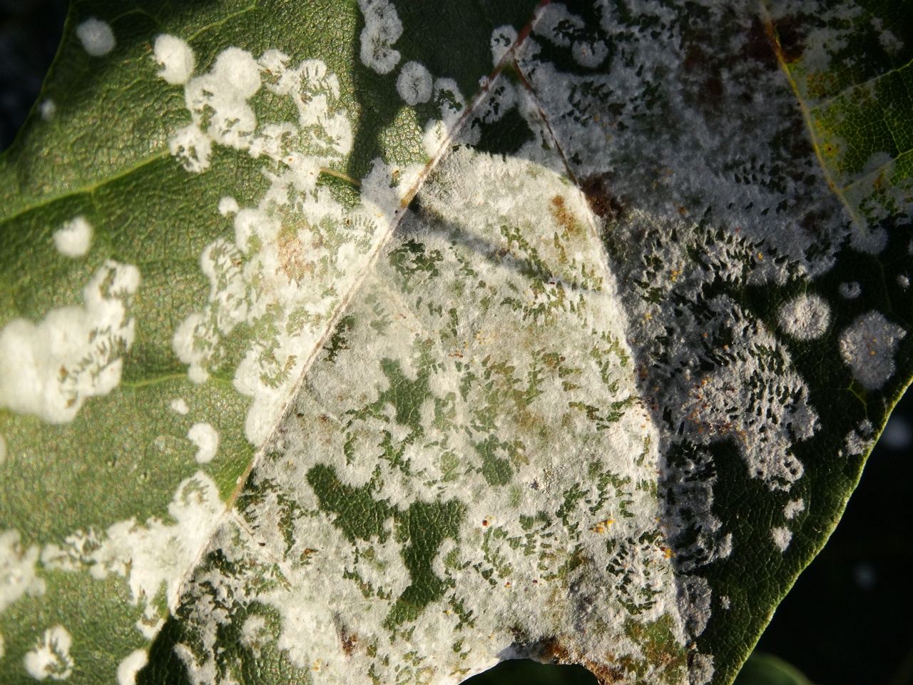 DSC03973