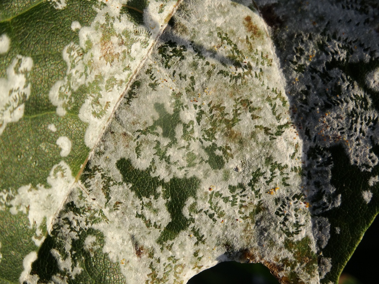 DSC03974