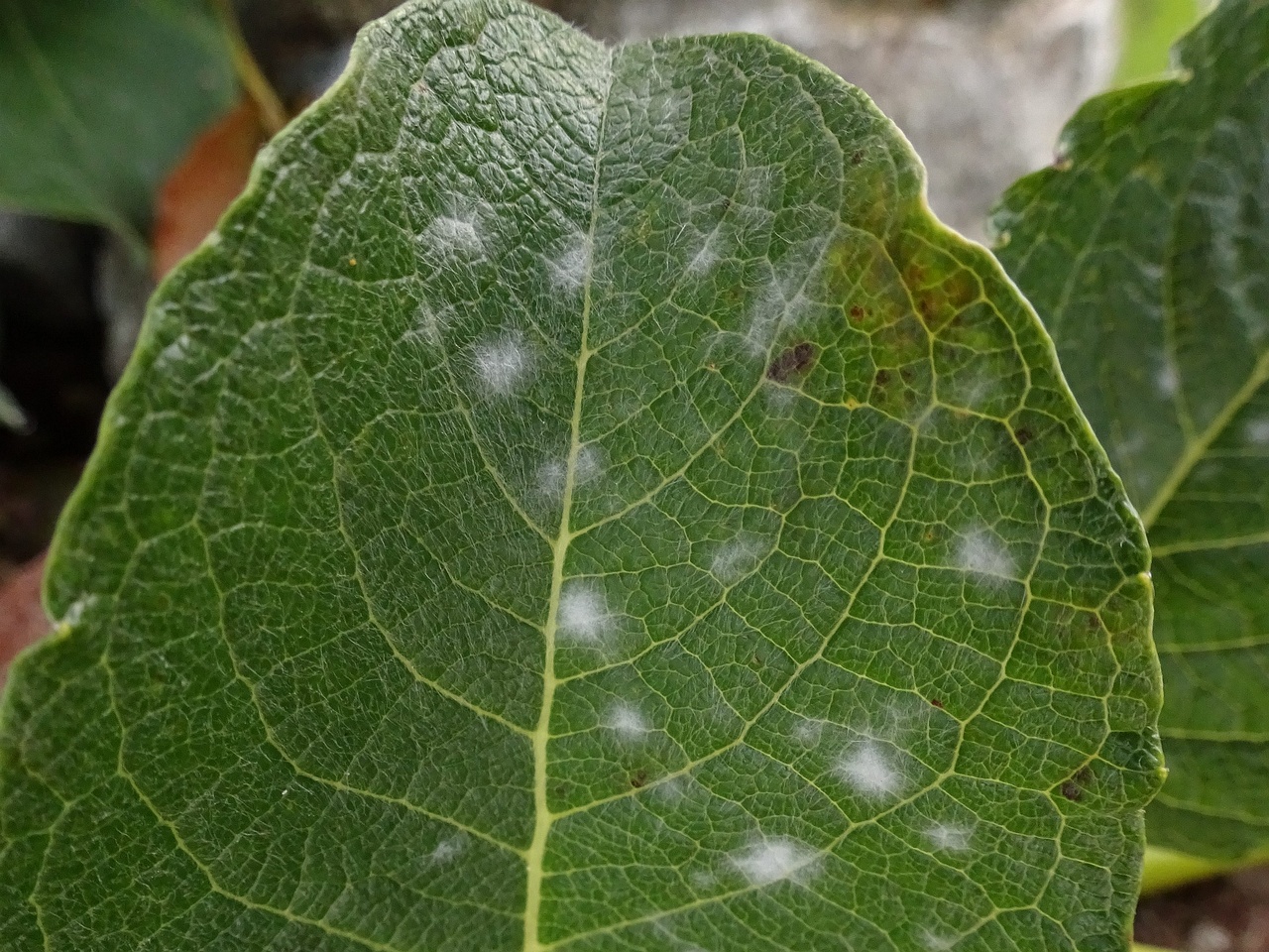 DSC05155