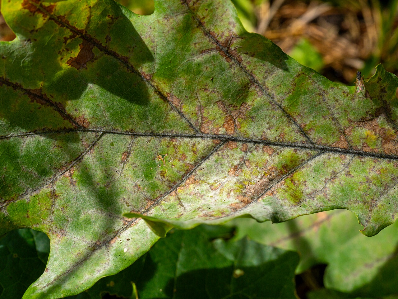 Erysiphe alphitoides _2026-08-21_1-4