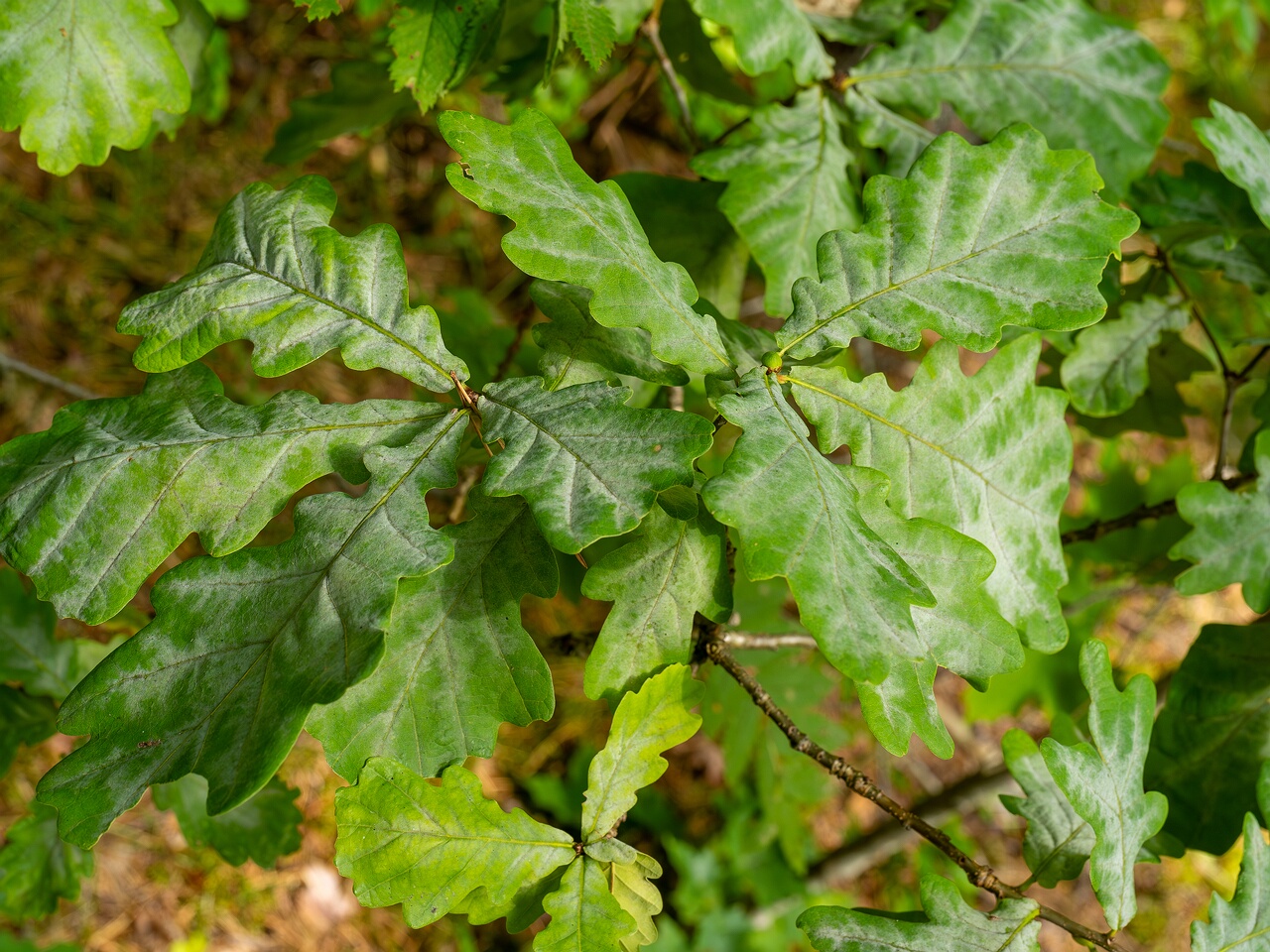 Erysiphe alphitoides _2026-08-21_2-1
