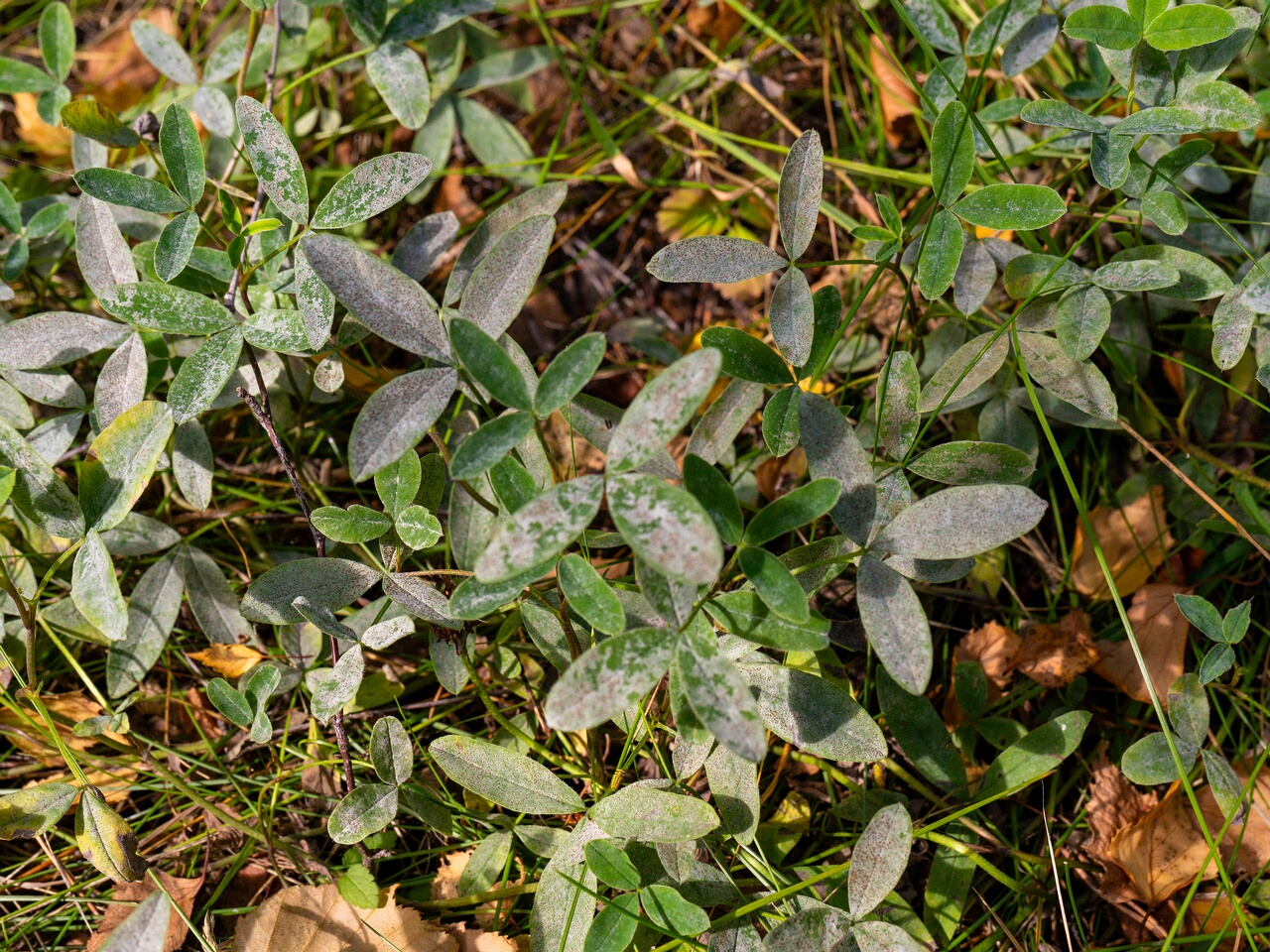 Erysiphe trifoliorum _2026-08-21_1-5