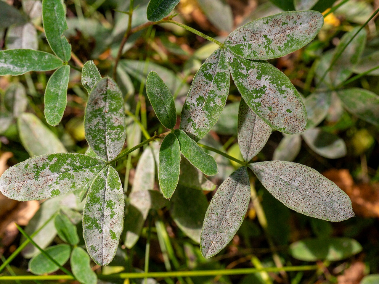Erysiphe trifoliorum _2026-08-21_1-9
