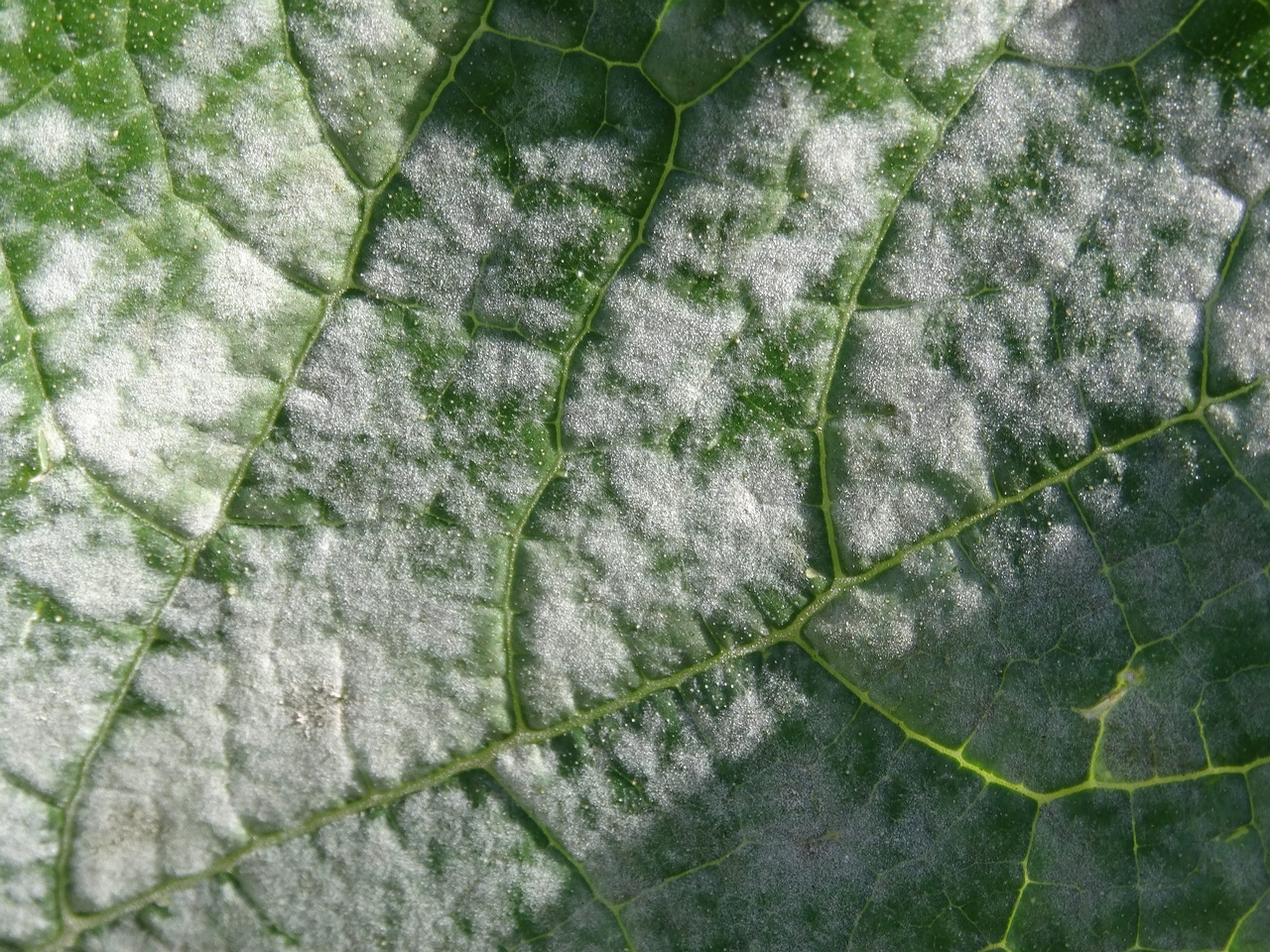 DSC05925