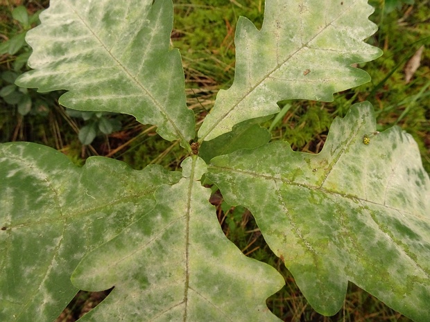 Erysiphe alphitoides - Эризифе альфитоидная - Oak Powdery Mildew - Eichen-Mehltau