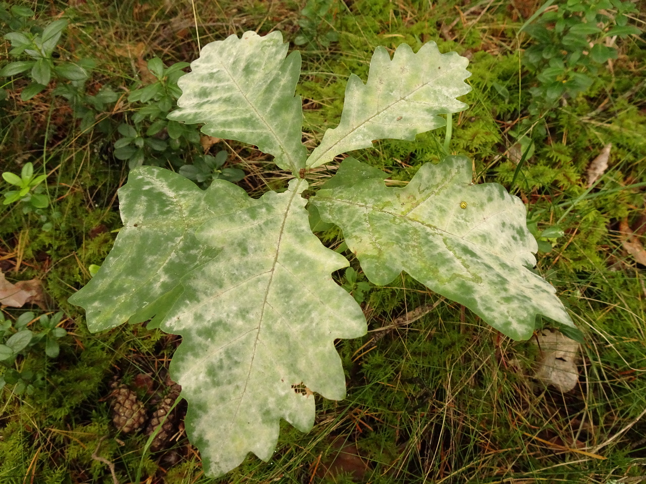 DSC00580