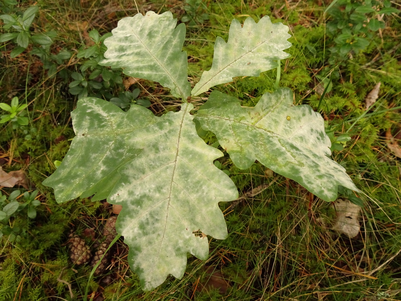 DSC00581