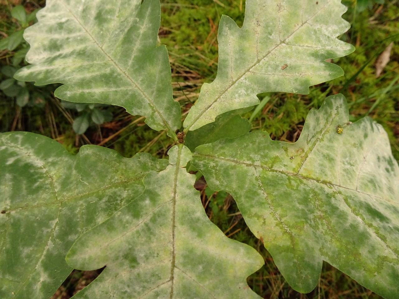 DSC00585