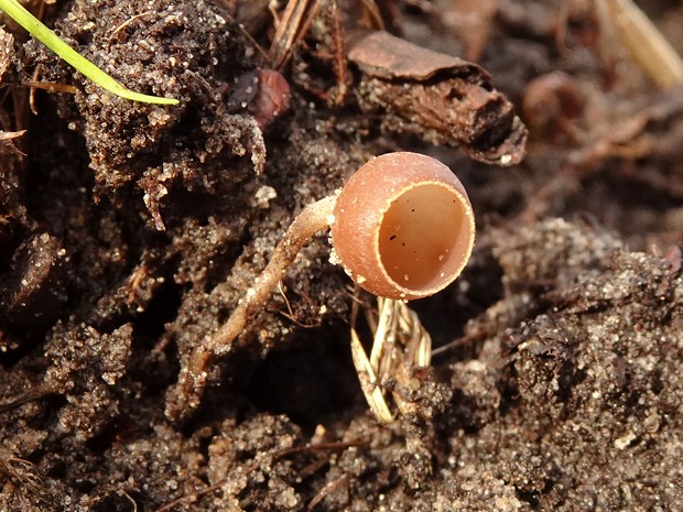 Гелоциевые - Helotiales The order Helotiales is a diverse group of fungi belonging to the class Leotiomycetes within the Ascomycota phylum. This...