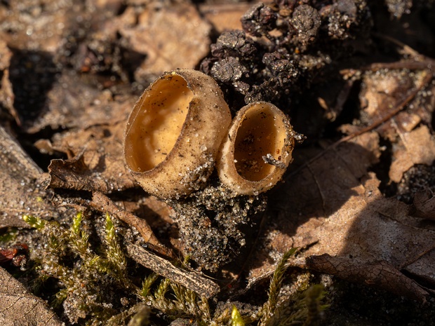 Гелоциевые - Helotiales The order Helotiales is a diverse group of fungi belonging to the class Leotiomycetes within the Ascomycota phylum. This...