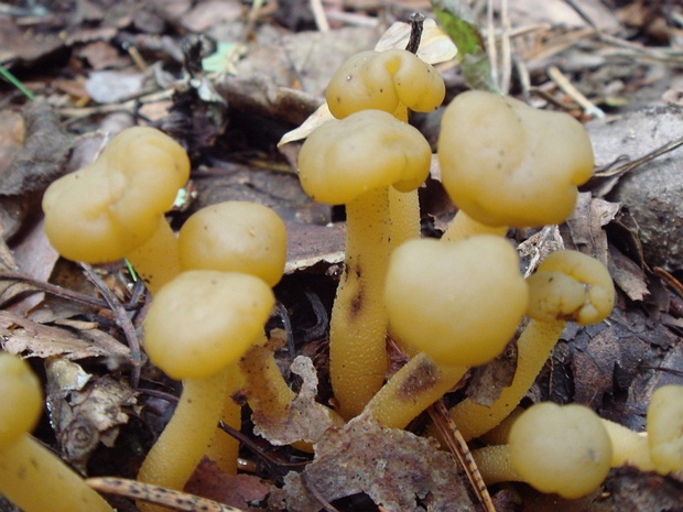 Леоциевые - Leotiales The order Leotiales is a group of fungi belonging to the class Leotiomycetes within the Ascomycota phylum. This diverse...
