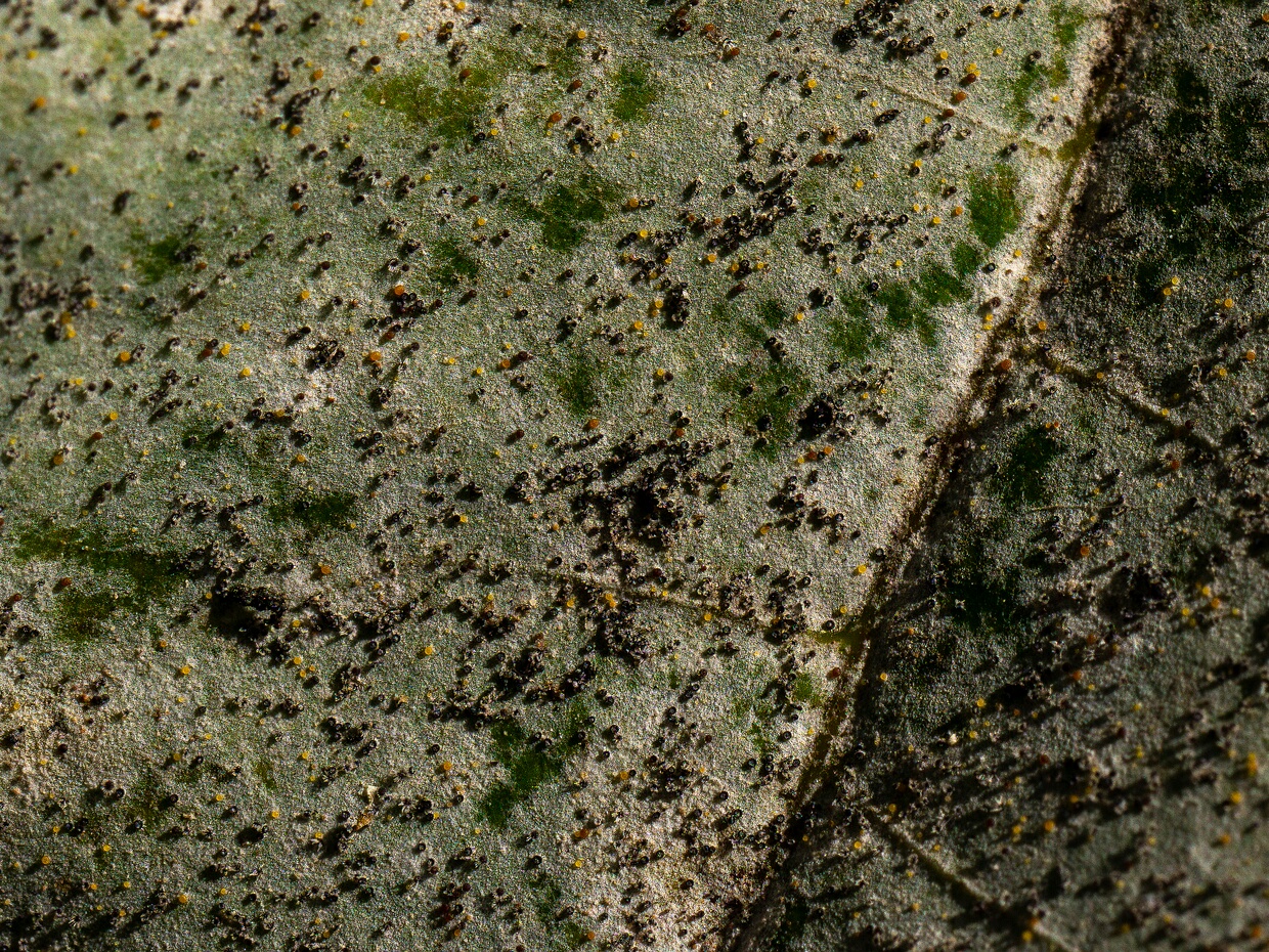 Эризифовые - Erysiphales The Erysiphales is an order of fungi within the class Leotiomycetes of the Ascomycota phylum. This group of fungi is...