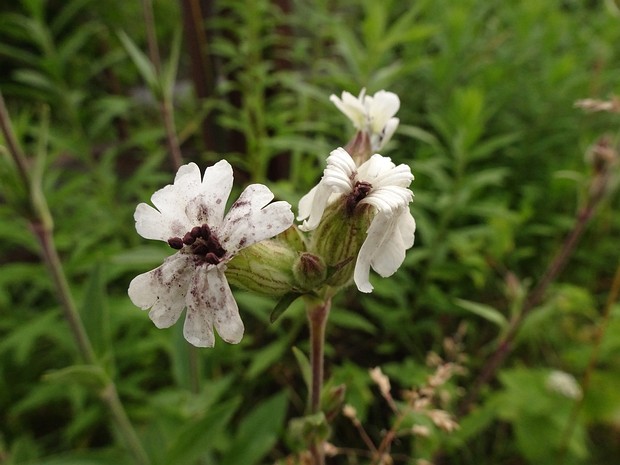 Микроботриевые - Microbotryaceae Microbotryaceae is a family of Basidiomycota fungi in the order Microbotryales.