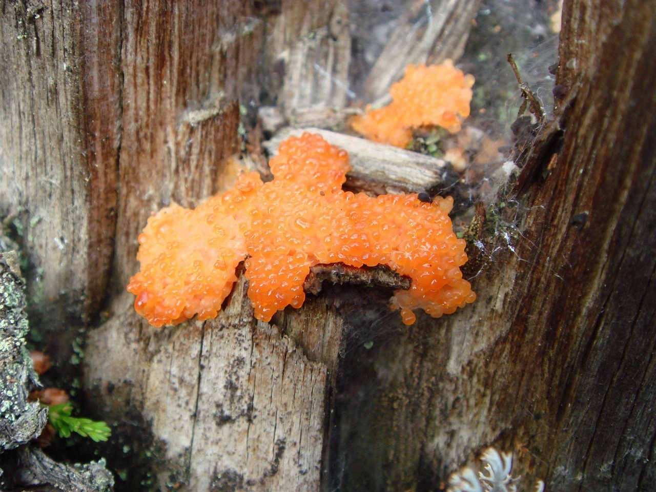 fungi-0000265