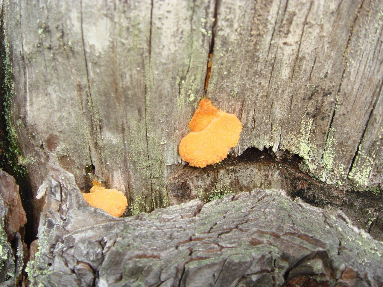 fungi-0000267