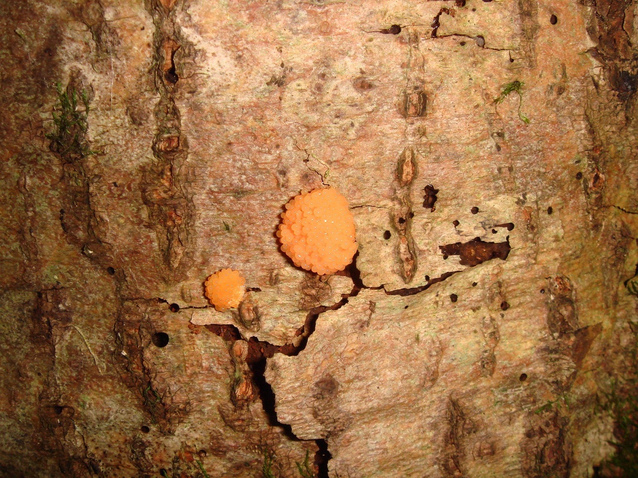 fungi-0003279