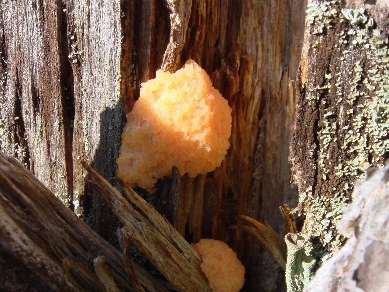 fungi-0003338