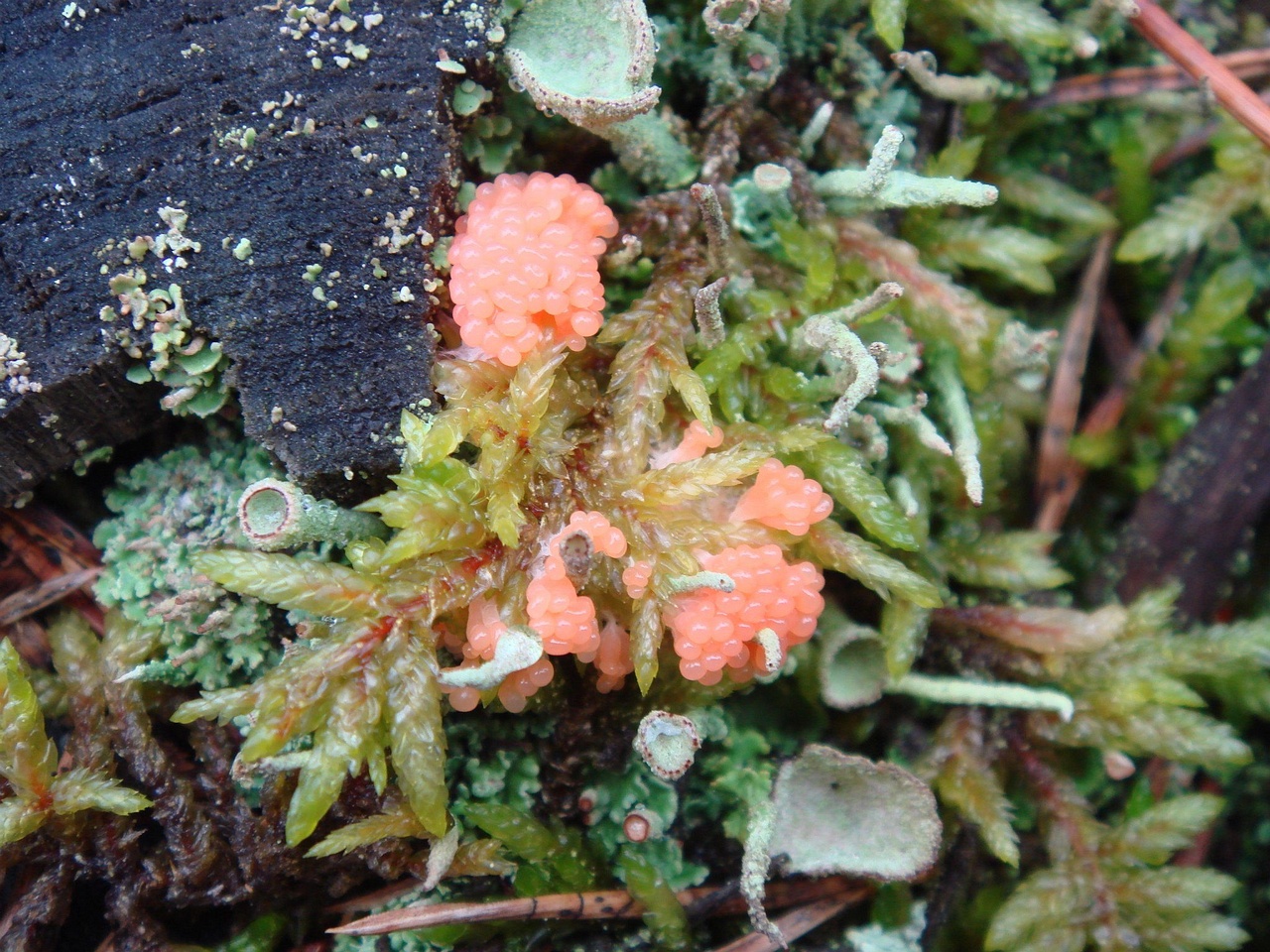 fungi-0003384