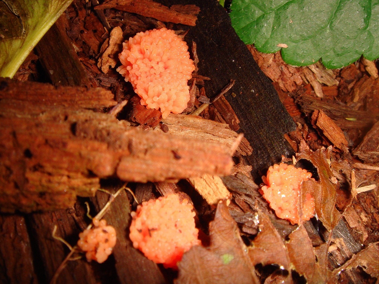 fungi-0004114