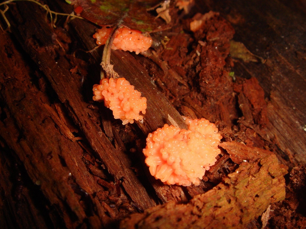 fungi-0004115