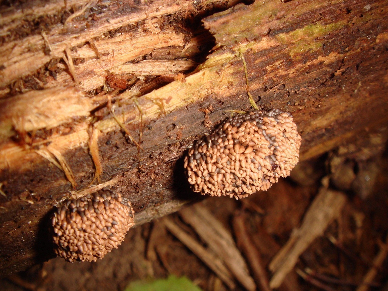 fungi-0004116