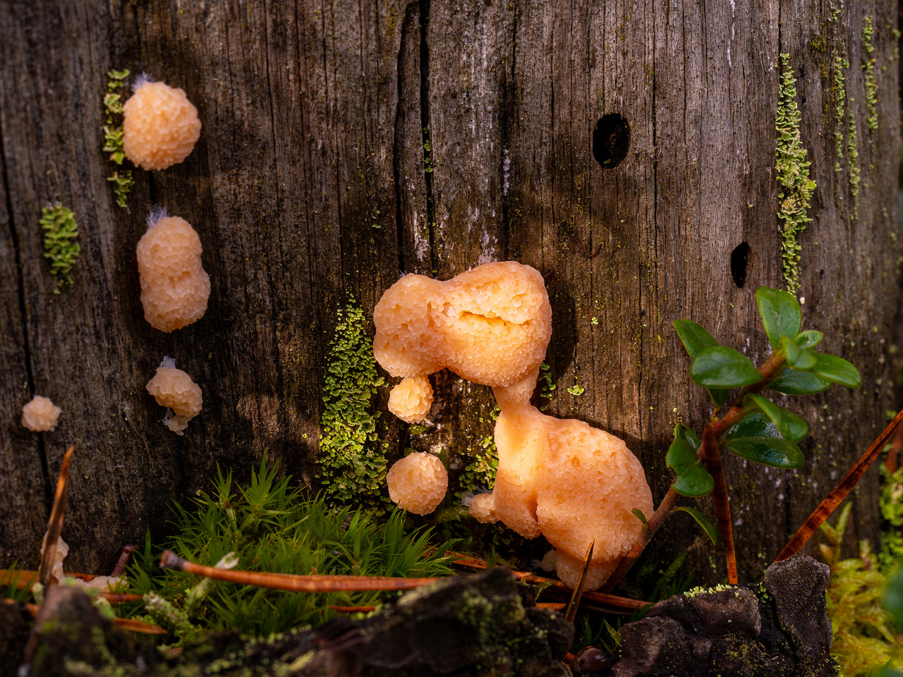 tubifera-ferruginosa_2024-10-12_1-1