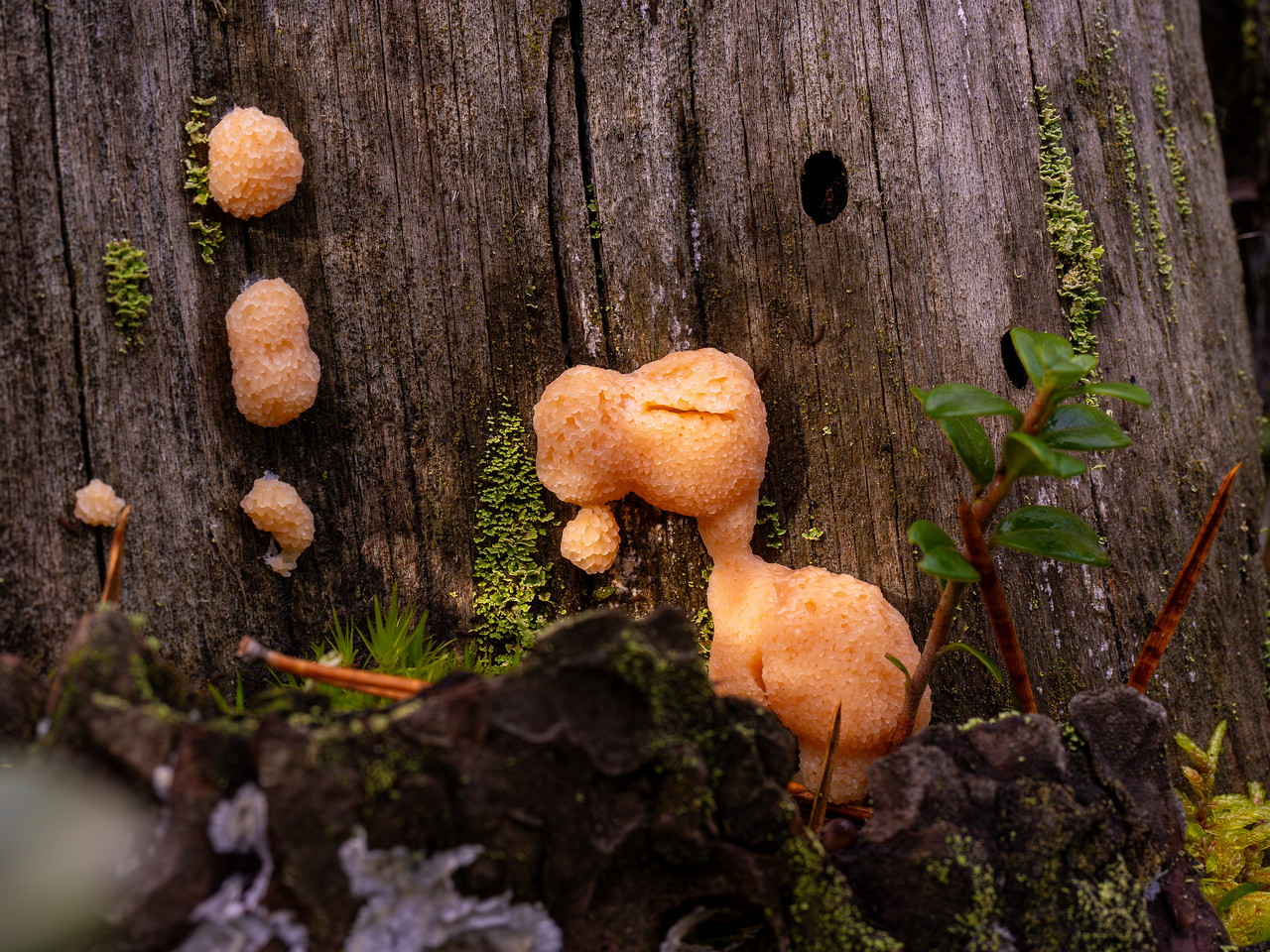 tubifera-ferruginosa_2024-10-12_1-3