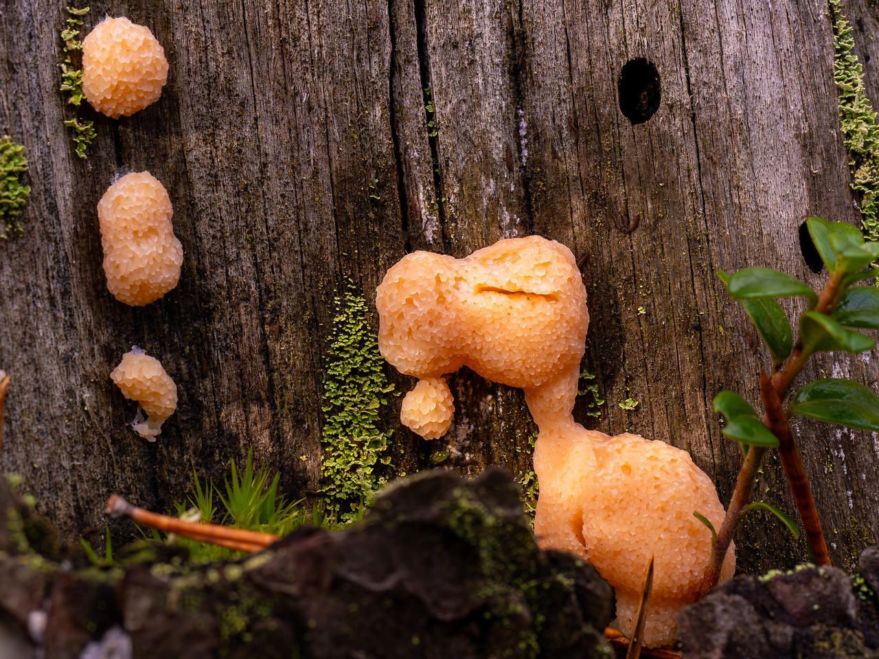 tubifera-ferruginosa_2024-10-12_1-4